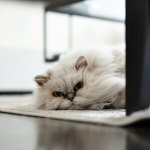 Meet your Posher, Sheri